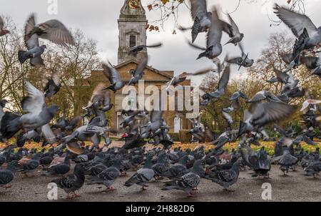 Un grand groupe de pigeons sur le terrain de St John à l'église Hackney en vol soudain et chaotique dans le parc public au début de l'automne matin. Banque D'Images