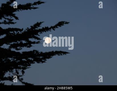 La pleine lune a vu des branches d'arbres à feuilles persistantes en novembre 2021 à l'aube. Banque D'Images