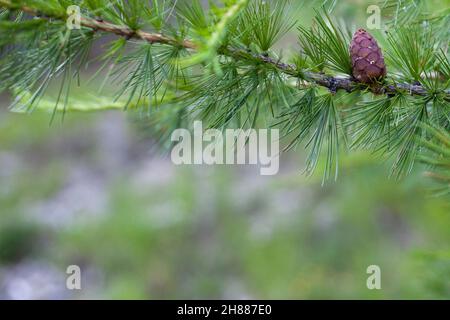 petit cône de pin poussant sur un arbre dans une forêt Banque D'Images