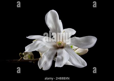 Gros plan de la fleur blanche d'un Kobushi Magnolia isolé sur fond noir, également appelé Magnolia kobus Banque D'Images