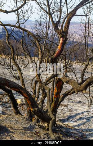 Vue sur les arbres brûlés à Har HaTayyasim (montagne des pilotes), une forêt plantée à la périphérie de Jérusalem-Ouest, centre d'Israël Banque D'Images