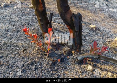 Vue sur les arbres brûlés avec une nouvelle végétation, à Har HaTayyasim (montagne pilote), une forêt plantée à la périphérie de Jérusalem-Ouest, centre d'Israël Banque D'Images