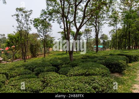 Jardins de thé à Palampur, Himachal Banque D'Images