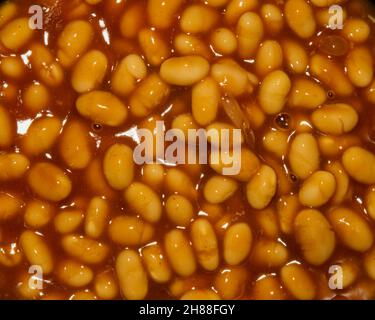 Des haricots blancs à la sauce tomate Banque D'Images