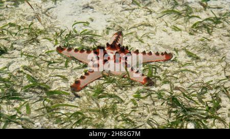 Étoiles de mer aux pépites de chocolat autour de Biak, Papouasie occidentale, Indonésie Banque D'Images