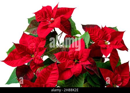Poinsettia rouge plante isolée sur blanc.Fleur de la veille de Noël ou Flor de Pascua.Euphorbia pulcherrima plante. Banque D'Images