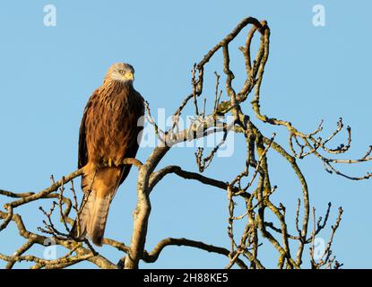 Un cerf-volant sauvage (Milvus milvus) perché à la recherche de proies tôt le matin dans les Cotswolds, Gloucestershire Banque D'Images