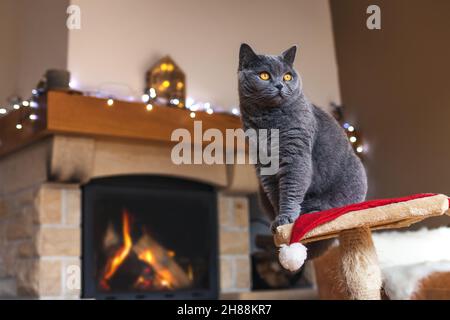 Chat de shorthair britannique gris assis sur un lit d'animal de compagnie devant la cheminée pendant les vacances de noël.Joli chat à l'intérieur de la maison Banque D'Images