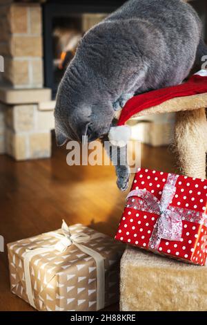 Chat mignon jouant avec un cadeau de noël, accent sélectif sur le paw et boîte cadeau.Gris british Shorthair chat à l'intérieur de la maison Banque D'Images