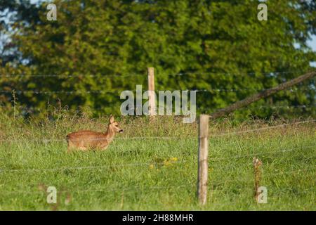 1 le jeune cerf rouge fauve se dresse sur un pâturage vert tôt le matin et est illuminé par le soleil.Faune en allemagne. Banque D'Images