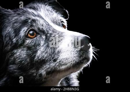 une ancienne frontière collie attendant attentivement Banque D'Images