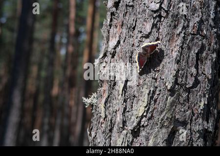 Un papillon sur un pin Campberwell beauté Mourning cloak Trauermantel Nymphalis antiopa Banque D'Images