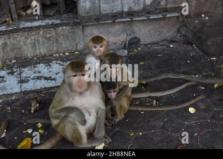 Thaïlande - Un troupeau de singes a occupé Un bâtiment en face de Phra Prang Sam Yod, lop Buri, causant parfois des ennuis aux résidents le 28 novembre 2021. Banque D'Images