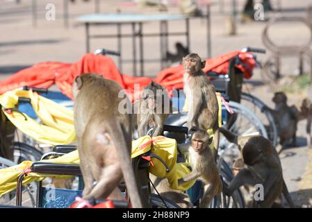 Thaïlande - 28 novembre 2021 le 33ème Monkey buffet Festival 2021 à Phra Prang Sam Yod, lop Buri a reçu l'attention des touristes. Banque D'Images