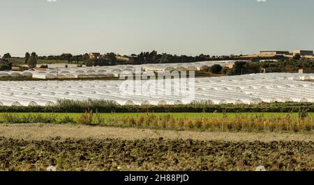 Serres pour la culture de tomates dans la campagne de Pachino, Syracuse (Syracuse).Sicile, Italie, Europe. Banque D'Images