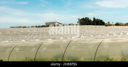 Serres pour la culture de tomates dans la campagne de Pachino, Syracuse (Syracuse).Sicile, Italie, Europe. Banque D'Images