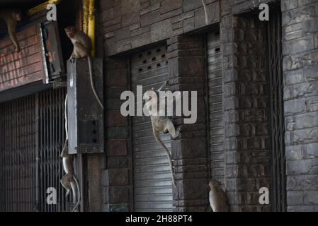 Thaïlande - Un troupeau de singes a occupé Un bâtiment en face de Phra Prang Sam Yod, lop Buri, causant parfois des ennuis aux résidents le 28 novembre 2021. Banque D'Images