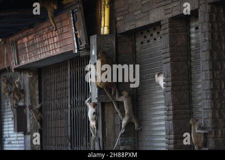 Thaïlande - Un troupeau de singes a occupé Un bâtiment en face de Phra Prang Sam Yod, lop Buri, causant parfois des ennuis aux résidents le 28 novembre 2021. Banque D'Images