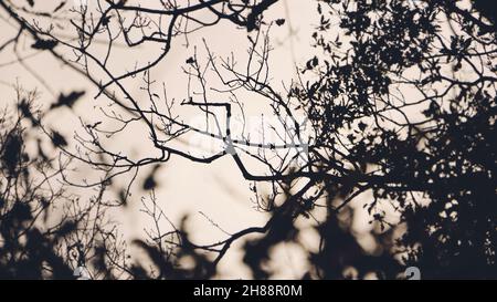 Silhouette abstraite et douce des branches créepy contre le ciel jaune effrayant.Concept de l'horreur, du mal, de la mort, et des sentiments effrayants de moody. Banque D'Images