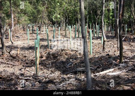 reboisement et pipes dans le sol pour la repousse de la forêt de pins en toscane Banque D'Images