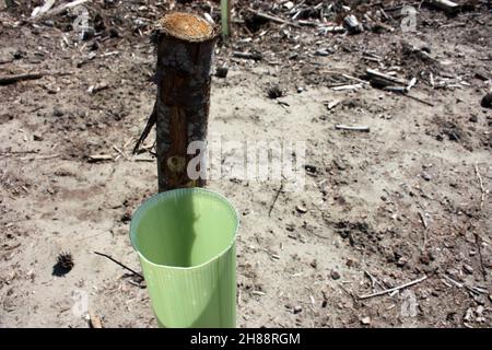 reboisement et pipes dans le sol pour la repousse de la forêt de pins en toscane Banque D'Images