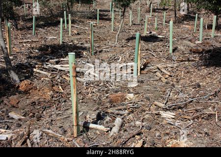 reboisement et pipes dans le sol pour la repousse de la forêt de pins en toscane Banque D'Images