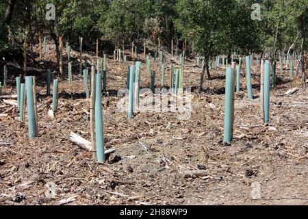 reboisement et pipes dans le sol pour la repousse de la forêt de pins en toscane Banque D'Images