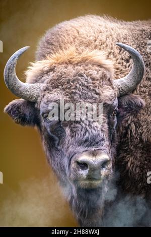 un bison sauvage par temps froid avec un souffle de vapeur Banque D'Images