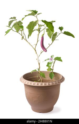 aubergine ou plante brinjale avec fleur, plante végétale tropicale poussant dans une casserole, isolée sur fond blanc Banque D'Images