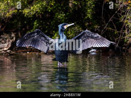 Cormorant (Phalacrocorax carbo) avec des ailes étirées qui sèchent au soleil, Royaume-Uni Banque D'Images