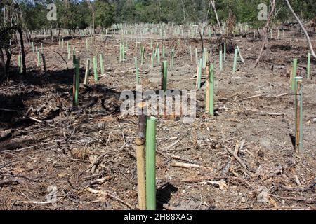 reboisement et pipes dans le sol pour la repousse de la forêt de pins en toscane Banque D'Images