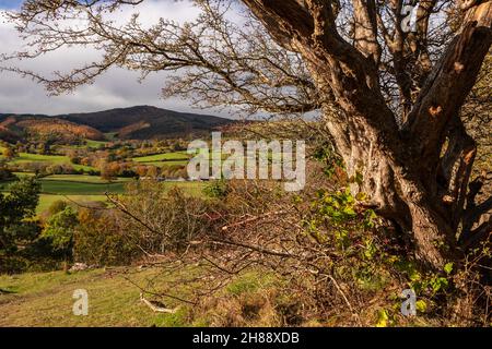Gamme Clwydian de beauté naturelle exceptionnelle, au nord du pays de Galles, en automne Banque D'Images