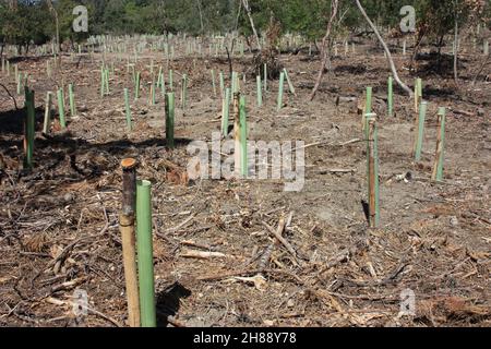 reboisement et pipes dans le sol pour la repousse de la forêt de pins en toscane Banque D'Images