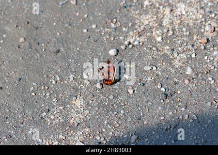 Le coléoptère de la pomme de terre du Colorado (Leptinotarsa decemlineata) est couché sur le sol, tué par un insecticide. Banque D'Images