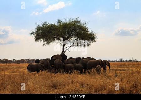 Troupeau d'éléphants sous un arbre sur l'herbe sèche de la savane du parc national de Tarangire en Tanzanie.Animaux dans la faune Banque D'Images