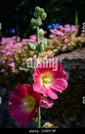 Hollyhocks, Slapton Manor -Grand Prix britannique - Silverstone 2021 Banque D'Images