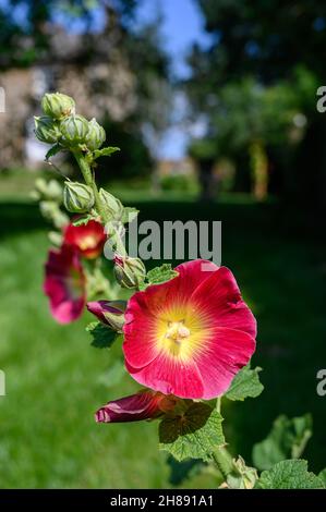Hollyhocks, Slapton Manor -Grand Prix britannique - Silverstone 2021 Banque D'Images
