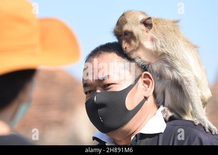 Thaïlande - les singes grimpent sur les corps des touristes. Au 33ème 'Parti des singes en fauteuil roulant 2021' à Phra Prang Sam Yot dans la ville de Lophuri, le dimanche 28 novembre 2021.(Photo de Teera Noisakran / Pacific Press) Banque D'Images