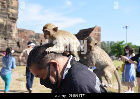 Lop Buri, Thaïlande.28 novembre 2021.Thaïlande - les singes grimpent sur les corps des touristes. Au 33ème 'Parti des singes en fauteuil roulant 2021' à Phra Prang Sam Yot dans la ville de Lophuri, le dimanche 28 novembre 2021.(Photo de Teera Noisakran/Pacific Press) Credit: Pacific Press Media production Corp./Alay Live News Banque D'Images