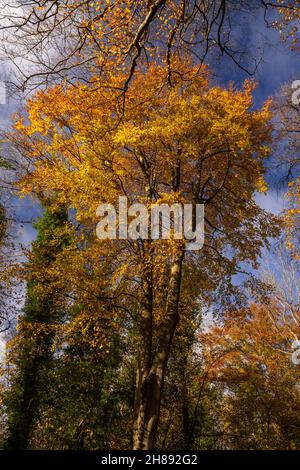 Arbres aux couleurs automnales, têtes de fée, pays de Galles du Nord Banque D'Images