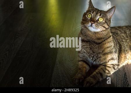 Portrait d'un beau chat gris sur fond sombre dans la pièce par terre Banque D'Images