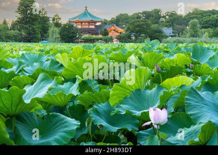 Plantes de lotus en fleurs sur l'étang Shinobazu et le temple Benten dans le parc Ueno, Tokyo, Japon. Banque D'Images