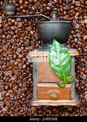 Broyeur traditionnel pour mouture manuelle du café.Grains de café et feuilles d'arabica. Banque D'Images