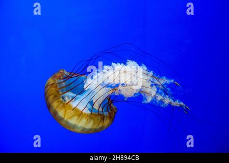 Chrysaora fuscescens ou Pacific Sea nettle un méduse commun de la côte ouest Banque D'Images