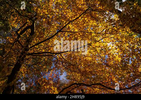 Arbres aux couleurs automnales, têtes de fée, pays de Galles du Nord Banque D'Images