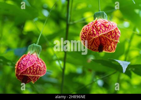 Redvein Floraison érable a.k.a. Indian mallow (Abutilon pictum) fleurs closeup - Floride, États-Unis Banque D'Images
