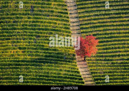 Des couleurs d'automne incroyables près du village de Serralunga d'Alba.Dans la région de Langhe, Cuneo, Piémont, Italie. Banque D'Images