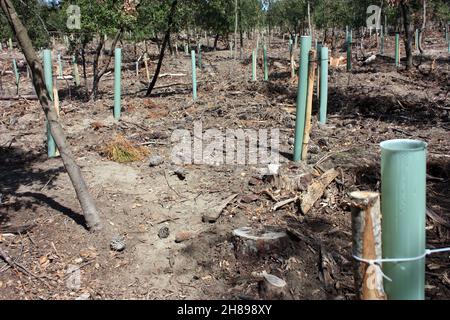 reboisement et pipes dans le sol pour la repousse de la forêt de pins en toscane Banque D'Images