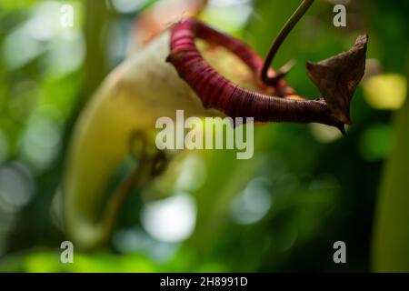 Végétaux de pichet en trompette carnivore Sarracenia Stevensii Banque D'Images