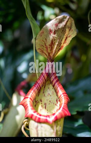 Végétaux de pichet en trompette carnivore Sarracenia Stevensii Banque D'Images